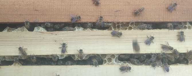定点养蜂一般养多少群？