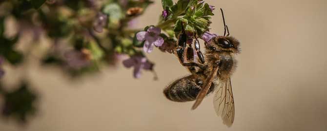 蜜蜂采蜜是为了什么？