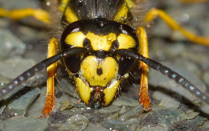 牛角蜂怎么消灭才安全？