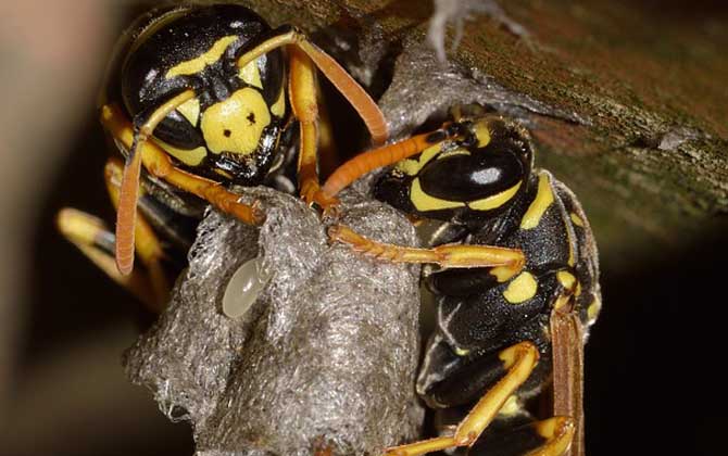 牛角蜂在家筑巢好不好？