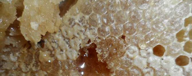 蜂巢蜜太甜是真的吗？