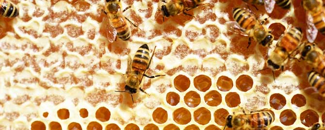 蜂巢蜜吃起来什么感觉？