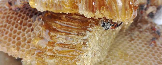 蜂巢蜜怎么吃效果好？