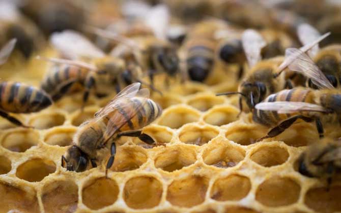 蜂螨的防治方法及注意事项