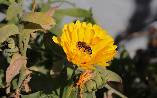 关于蜜蜂的知识有哪些？了解这些蜜蜂知识，养蜂时才能事半功倍！