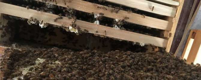 合并蜂群怎样防回蜂？