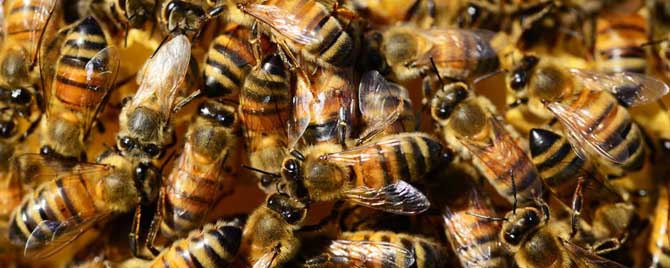 几月喂越冬蜂效果最好？