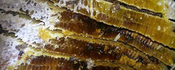 结晶土蜂蜜是什么颜色？