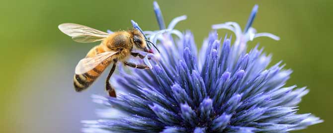 蜜蜂采蜜的过程是怎样的？