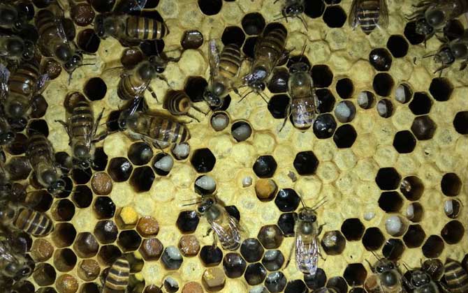 中蜂烂子病是什么原因造成的？