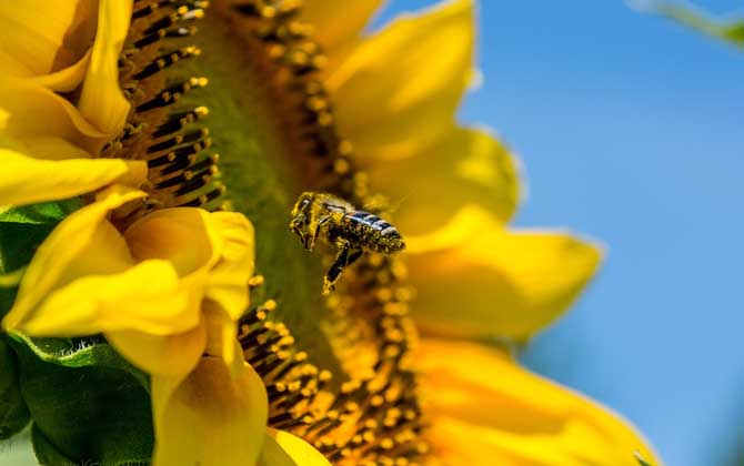 被蜜蜂蛰多久过危险期？蜜蜂毒性不强，但24小时内没异常才安全！