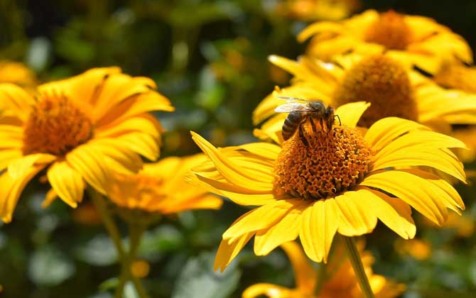 被蜜蜂蛰了是好兆头吗？绝不是什么好兆头，严重时还会发生过敏！