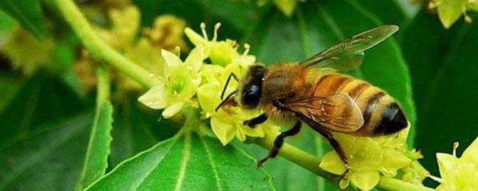 枣花蜜中毒有什么办法？