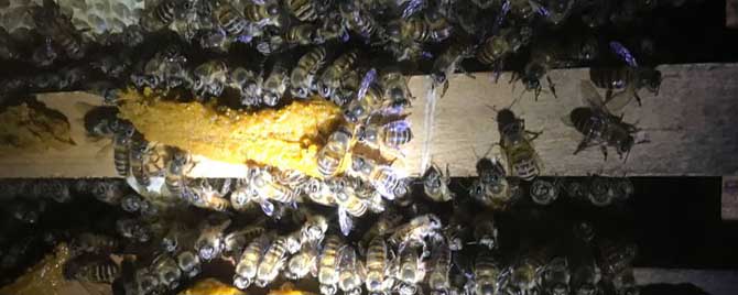 蜜蜂冬季怎么管理？
