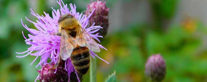 蜜蜂的外形特征有哪些？