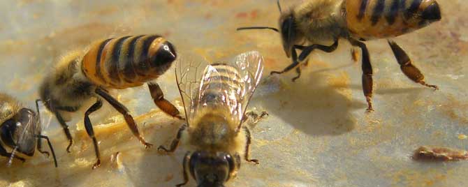 蜜蜂多少度会冻死？