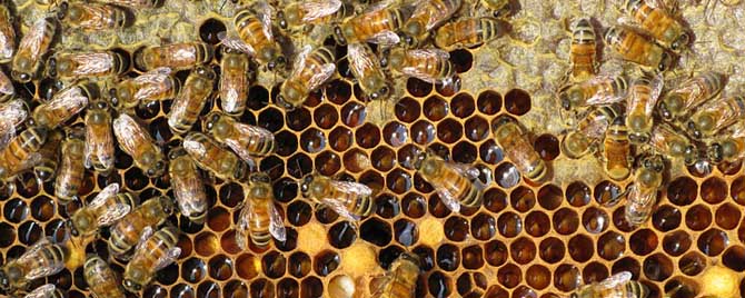 蜜蜂失王一个月怎么办？