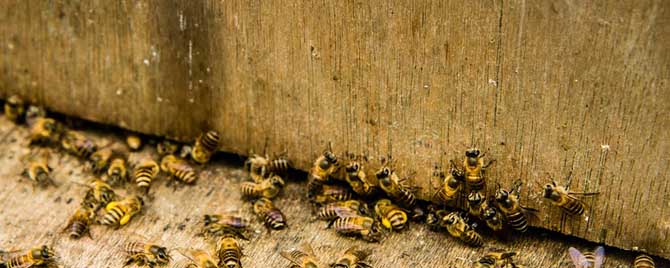 蜜蜂合并回蜂怎么办？
