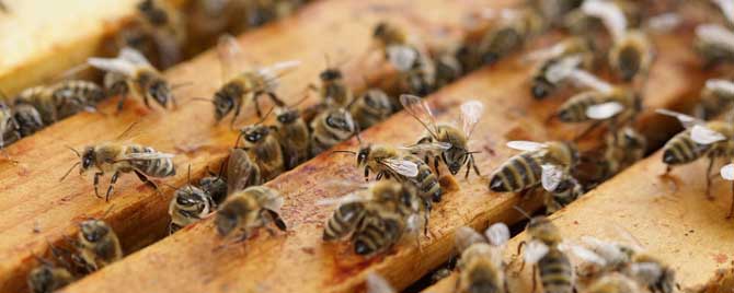 蜜蜂几月份开始秋繁？