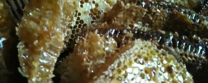 土蜂蜜泡水有什么功效？