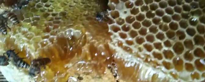 土蜂蜜和百花蜜哪个好？