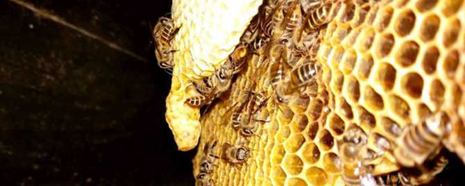 土蜜蜂割蜜怎么不伤子？