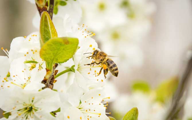 蜂的种类有哪些？除了蜜蜂和马蜂外，还有熊蜂、姬蜂、木蜂等等！