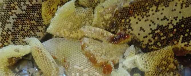 中国哪里产的土蜂蜜好？