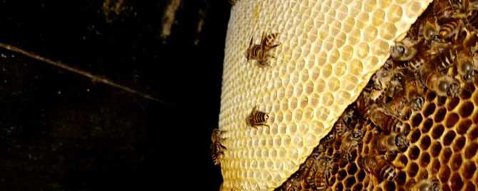 蜜蜂喜欢在哪里筑巢？