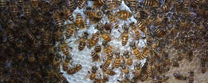蜜蜂越冬怎么保温？