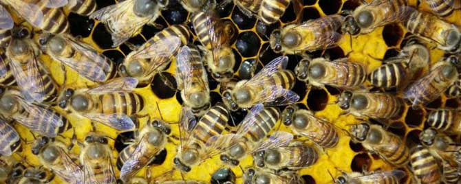 蜜蜂越冬最适宜的温度是多少？