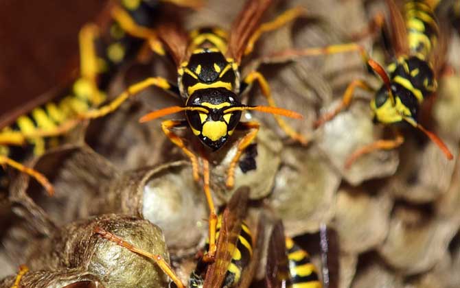 马蜂是益虫还是害虫？
