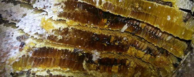 野生蜂蜜的保质期是多久？