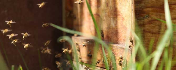 怎样从箱外观察蜜蜂失王表现？