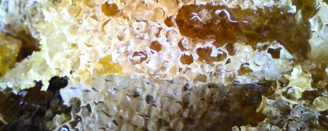 什么季节有蜂巢蜜？