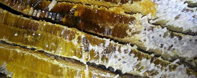 新鲜的蜂蜜可以放多久？