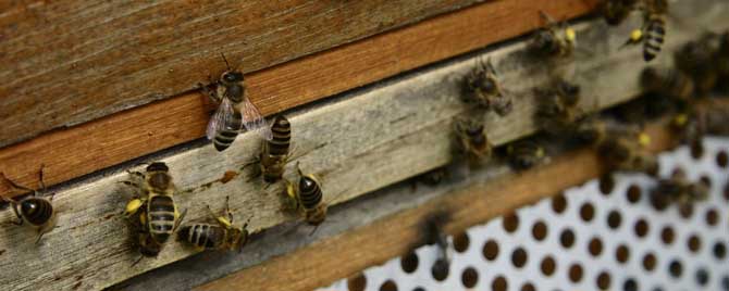 一群蜜蜂有多少侦查蜂？