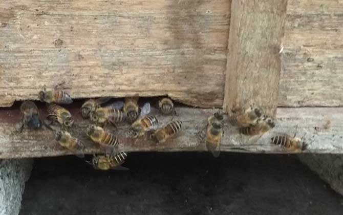 侦查蜂喜欢蜂箱的表现有哪些？