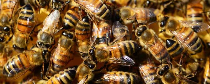 意蜂怎么样分蜂发展快？