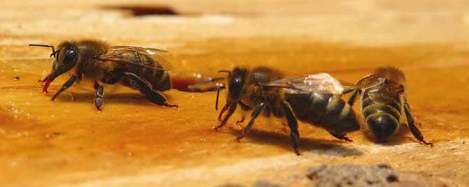 蜜蜂的寿命一般有多长？