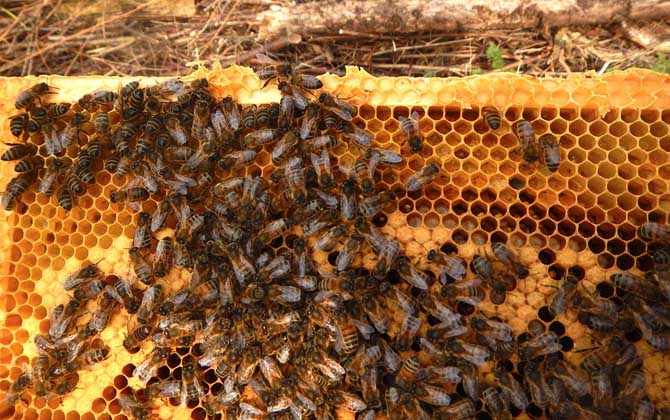 蜜蜂春繁什么时候开始？气候不同，蜜蜂春繁开始时间也各不相同！