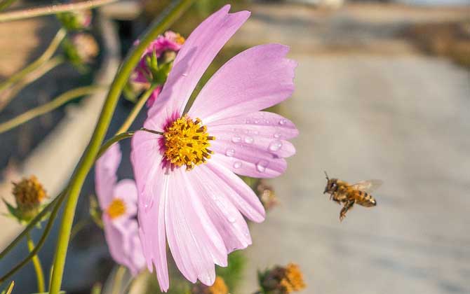蜜蜂是昆虫吗？蜜蜂是典型的昆虫，一对触角，两对翅膀，三对足！
