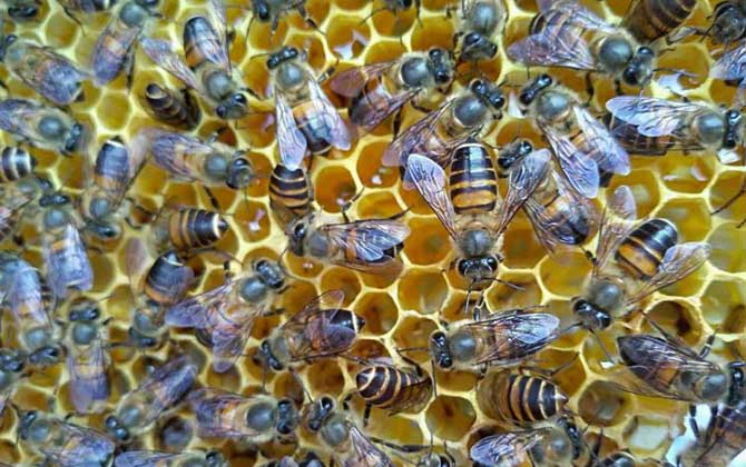 蜜蜂冬天怎么喂养？最好能一次性补足饲料，否则不利于蜂群越冬！