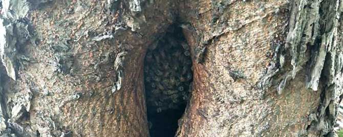 怎么样收树洞里的蜜蜂？