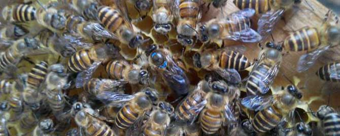 怎样将两只有蜂王的蜜蜂合群？
