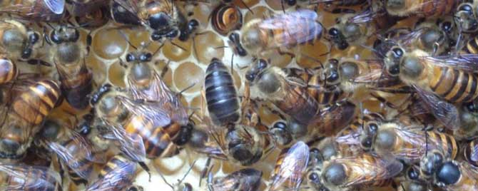 怎样繁殖越冬蜜蜂最好？