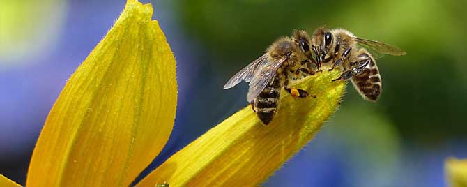 蜜蜂有哪些特点？