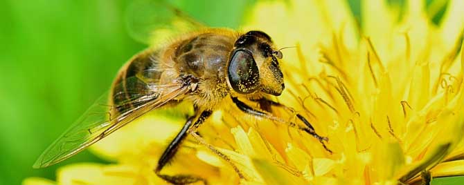蜜蜂的生物学特征有哪些？
