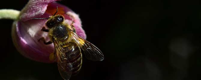 什么是蜜蜂生物学？