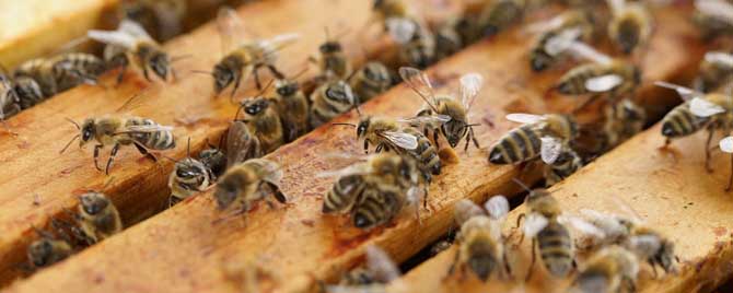 蜜蜂生长发育有几个阶段？